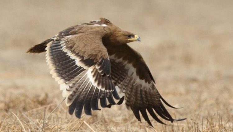 3dad365cedb94decafcd33a575bf2143-7433068