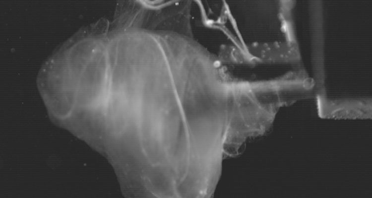 f6dbf5351b991dccdca6f7019cc37b73-2227414