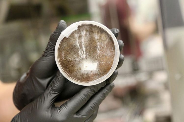 c57faa7e42e6e0c3101ba5aae572ab6b-9811343