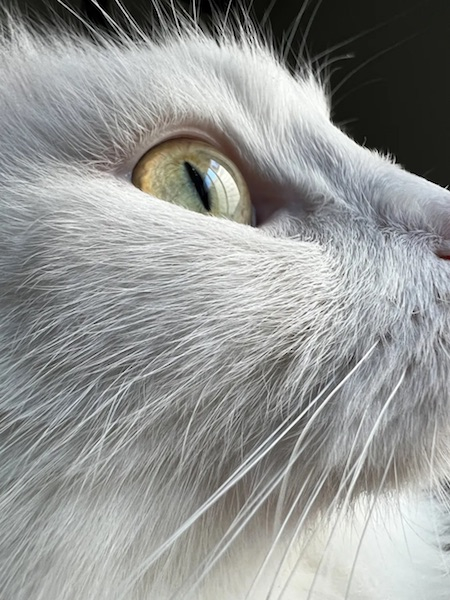 Пример макрофото, снятого на сверхширокоугольную камеру