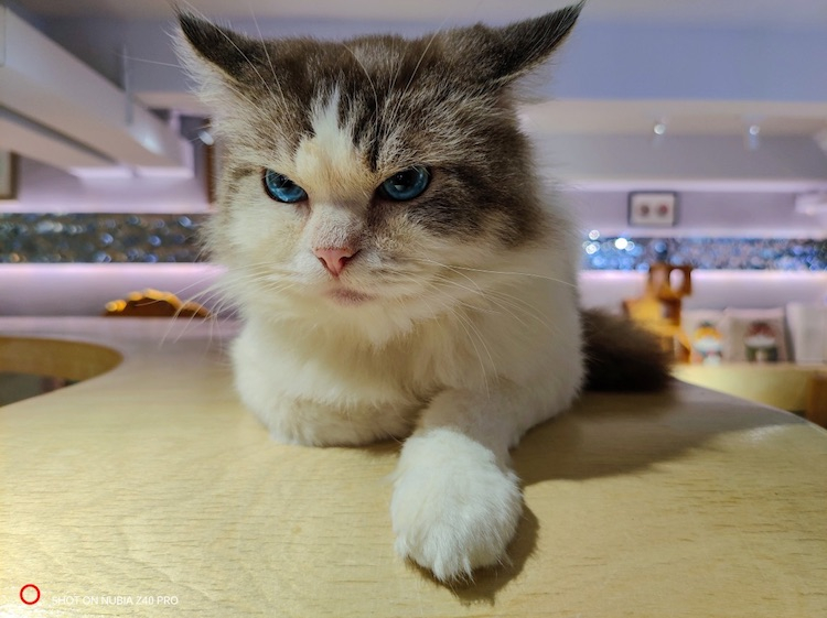 Пример фото с камеры Nubia Z40 Pro